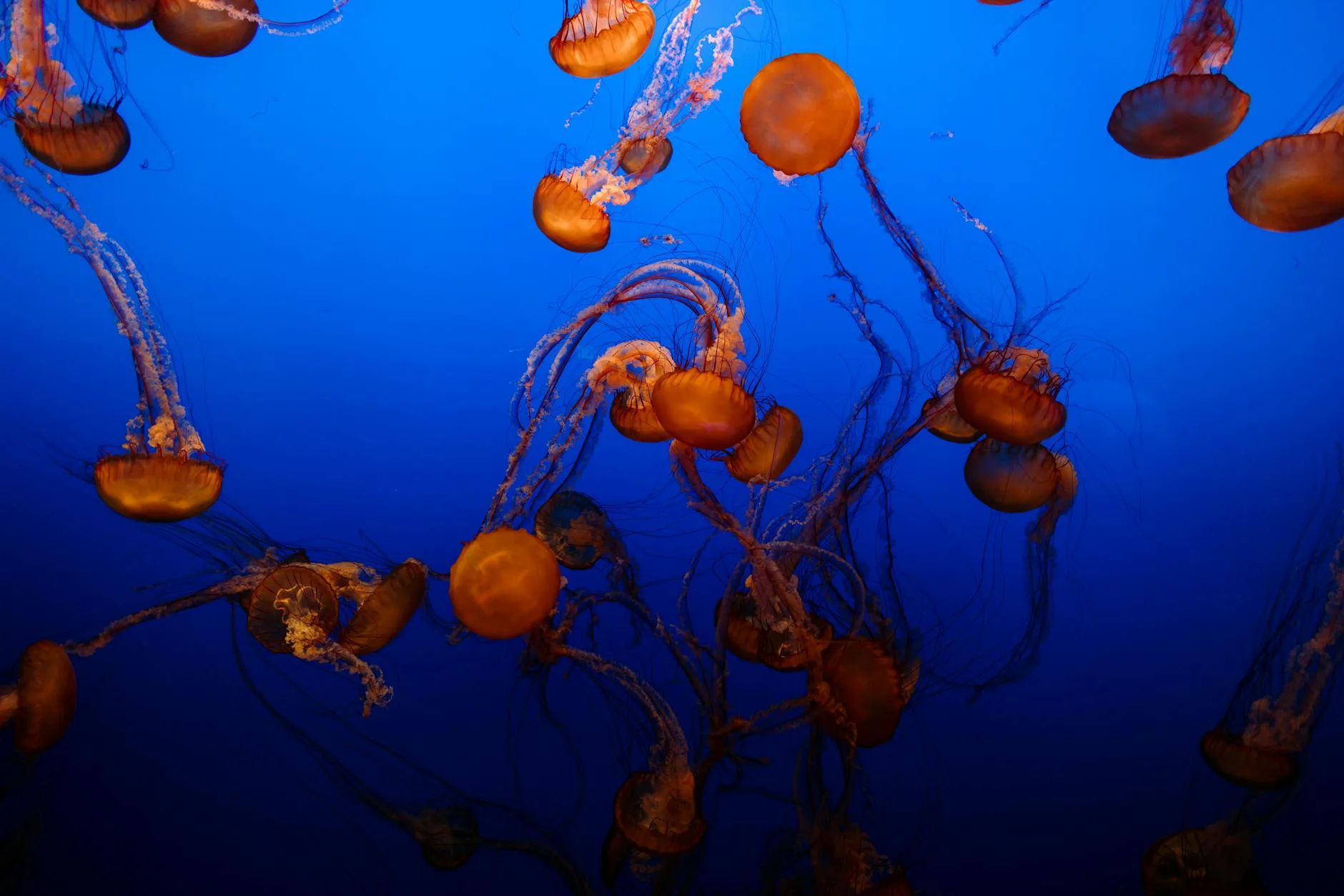 Ushqim per femije- Keshilla per ushqim te shendetshem